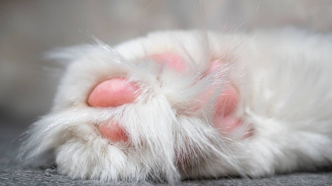 White Maine Coon Kitten Is Basically a Marshmallow With Paws