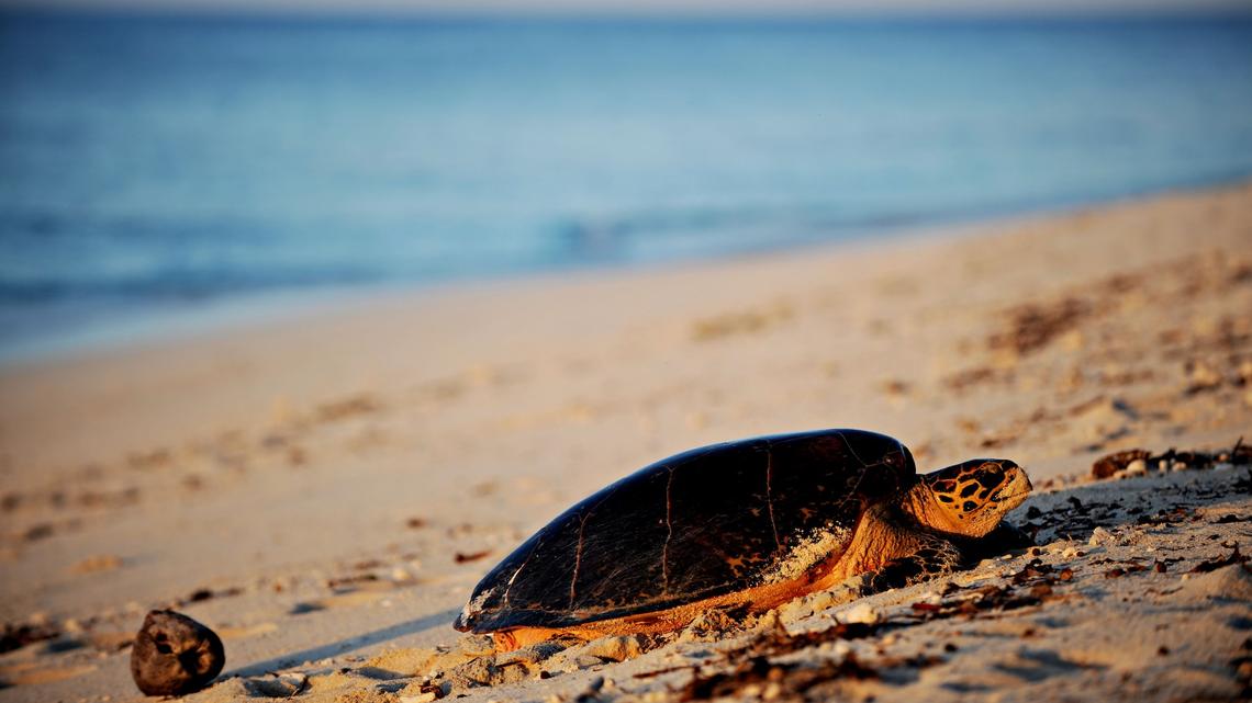Critically Endangered Turtle's Emotional Ocean Release Has Us in Tears 