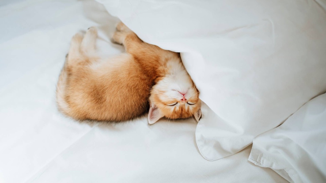 Why Your Cat Is Suddenly Sleeping Twice As Much (And When to Worry)