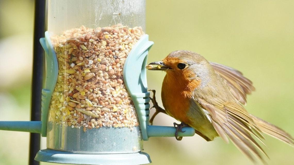 Most commonly seen birds in Pennsylvania 