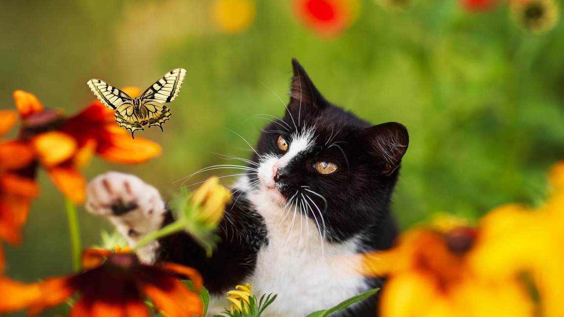 Playology's Fluttering Butterfly Lure Turns the Living Room Into a Hunting Ground for Cats 