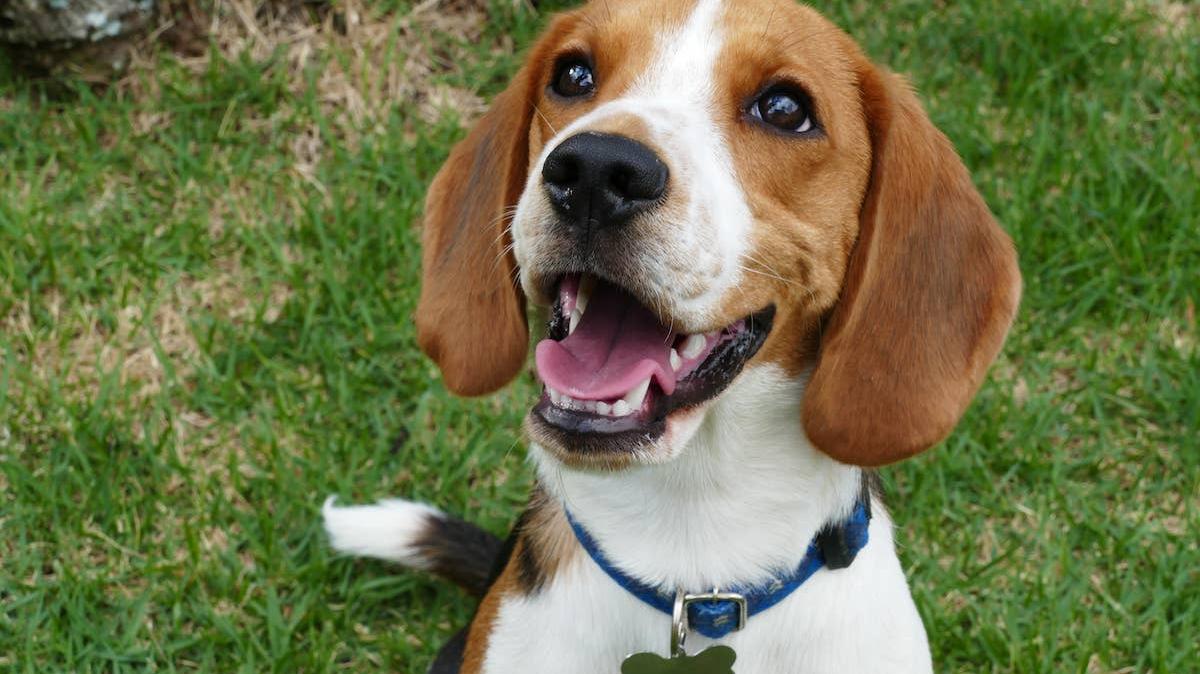 Beagle smiling. 