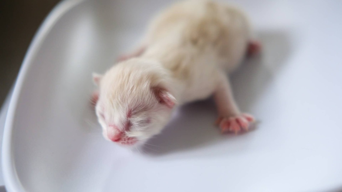Abandoned Newborn Kitten Gets Rescued by Foster Mom Who Just Said Goodbye to Her Senior Cats 