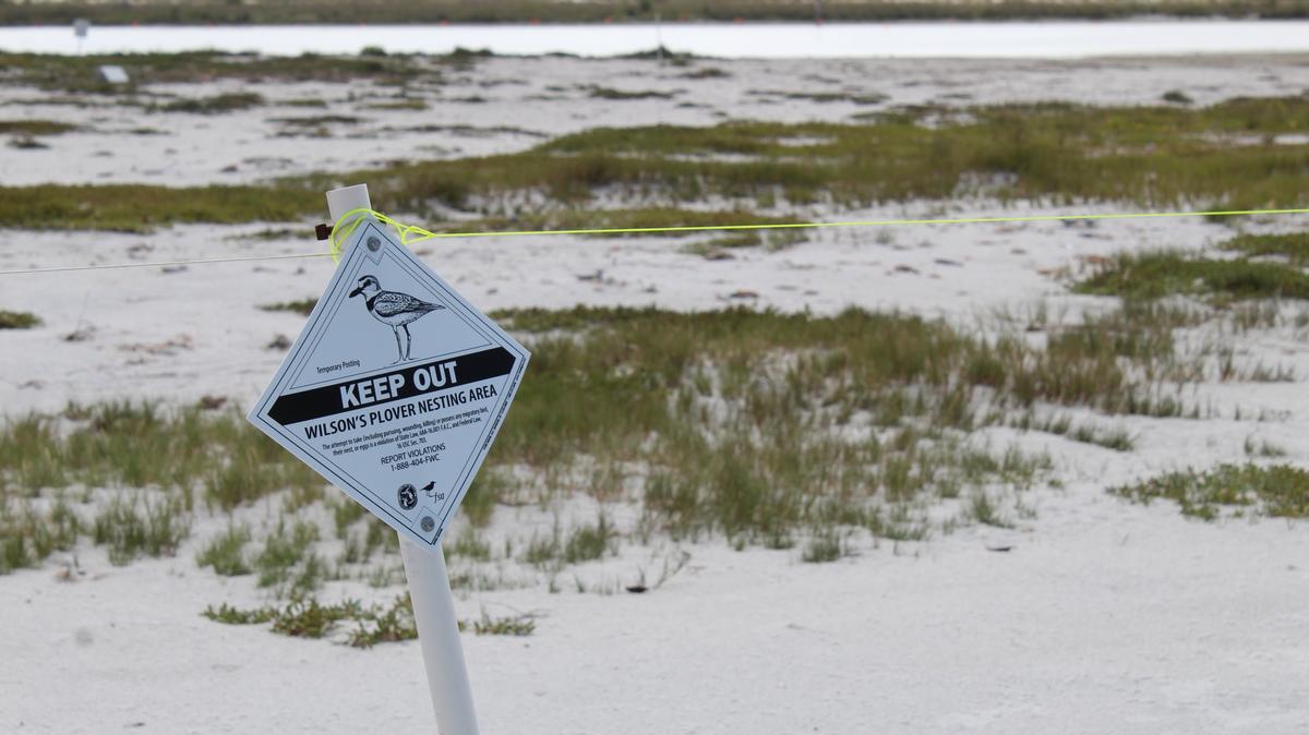 A "Keep out" sign is posted in front a shorebird nesting site at Fort De Soto Park on Friday. Shorebirds are recovering after a rogue wave struck the beach in late April and wiped out some of their nests. (Michaela Mulligan/Tampa Bay Times/TNS)