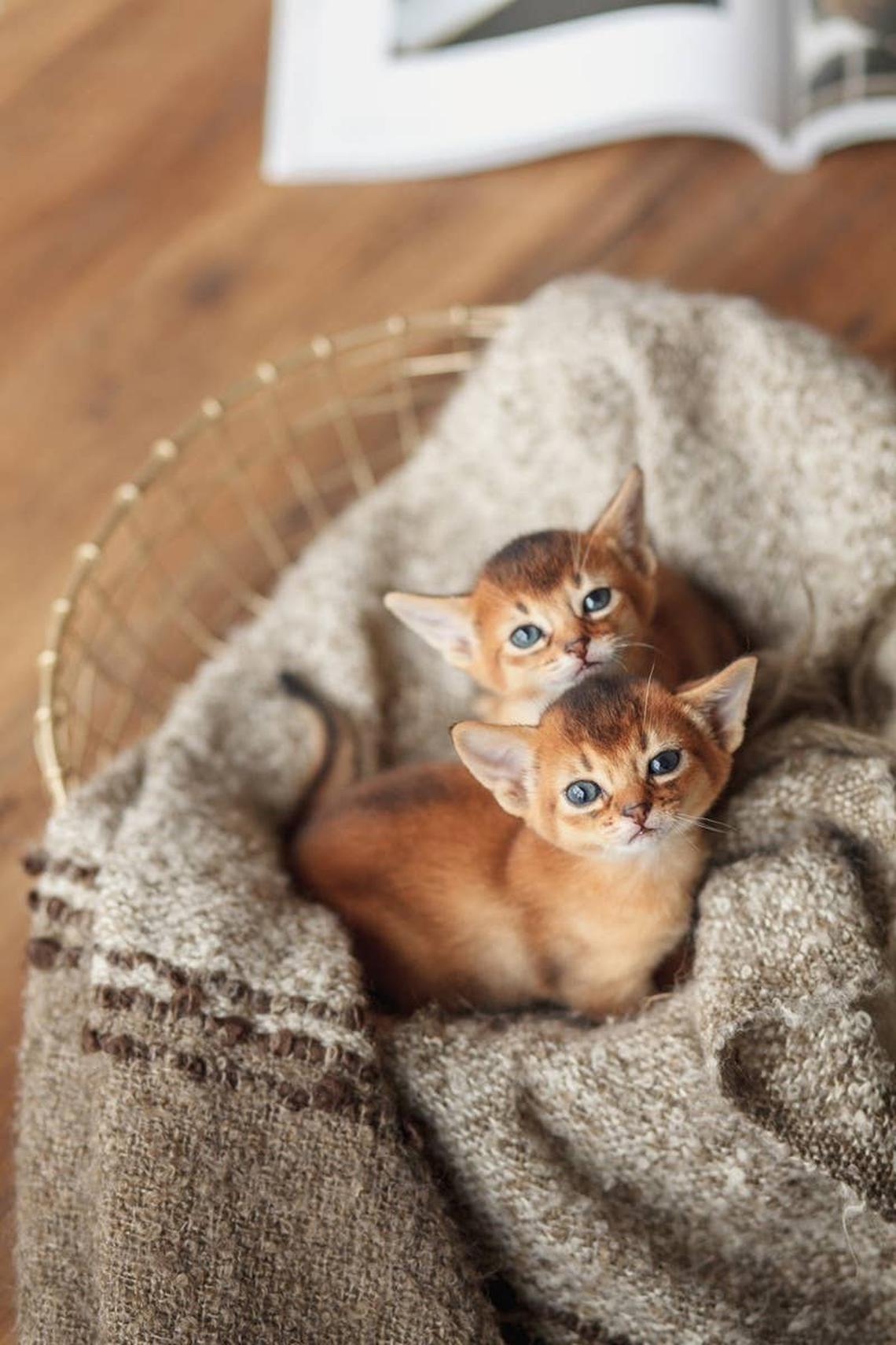  Two Abyssinian kittens who are curious like people born in April. 