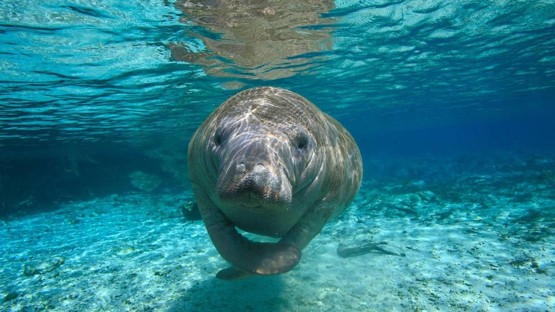 Manatee swimming in clear blue water. 