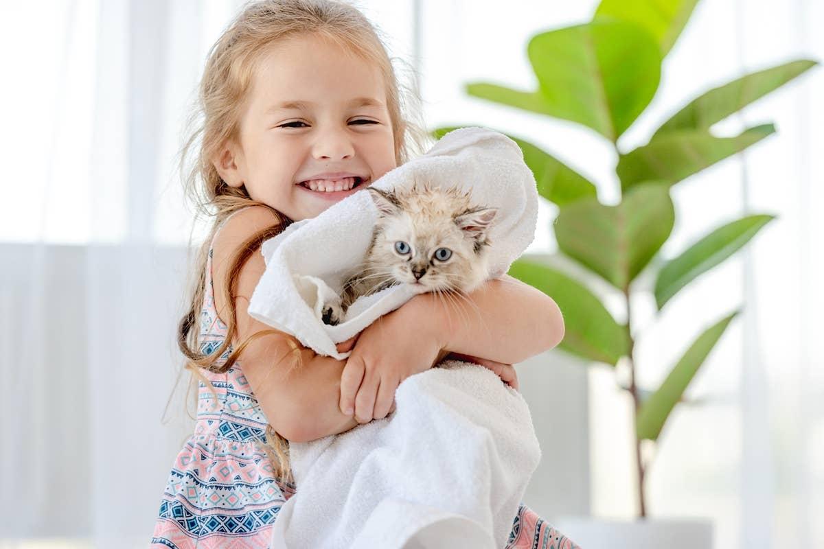  Ragdolls are more tolerant of handling and interaction, making them kid-friendly breeds.