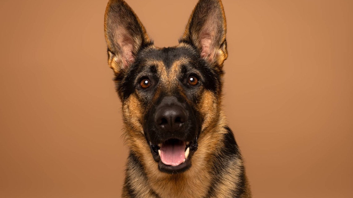 German Shepherd Gets the Zoomies Every Time Mom Puts on Her Crocs 