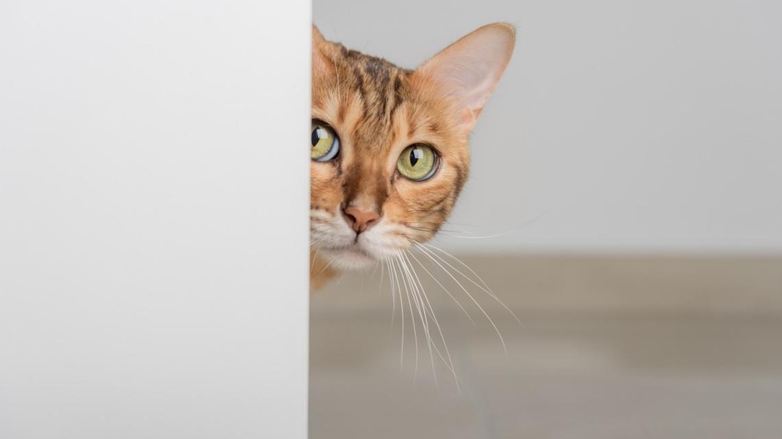 What Your Cat's Greeting Style Reveals About Your Relationship