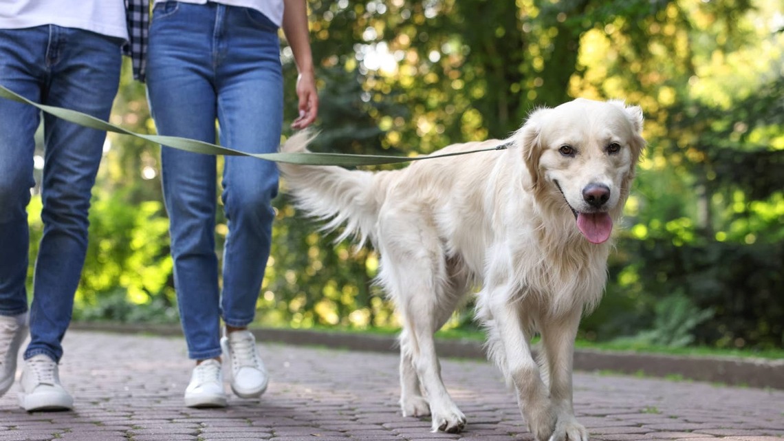 Golden Retriever Does the Ultimate 'Stubborn Flop' on His Walk and Brings All the Drama 