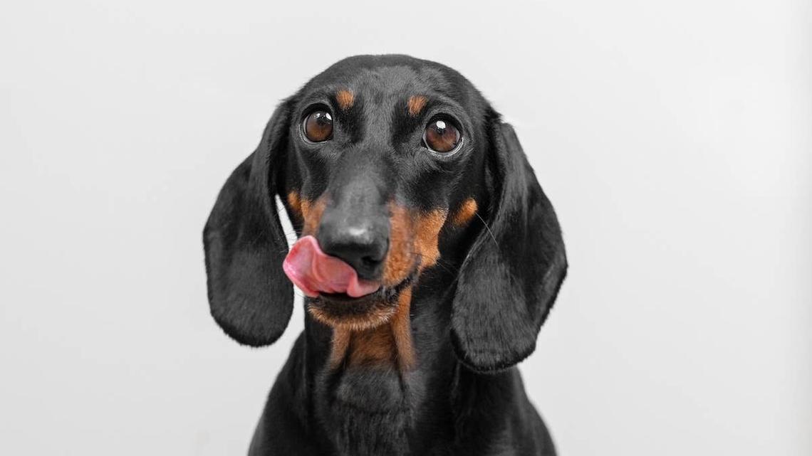Curious Dachshund Taste Tests a Frog and Goes Through Every Emotion 