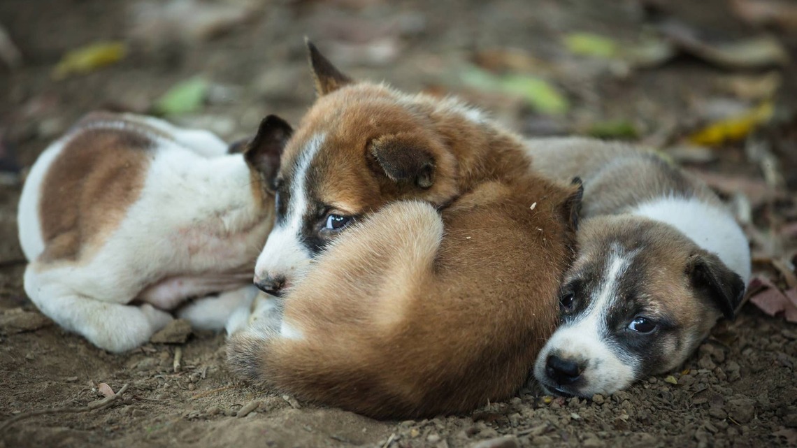Man Finds Abandoned Border Collie Puppy and Becomes Her Guardian Angel 