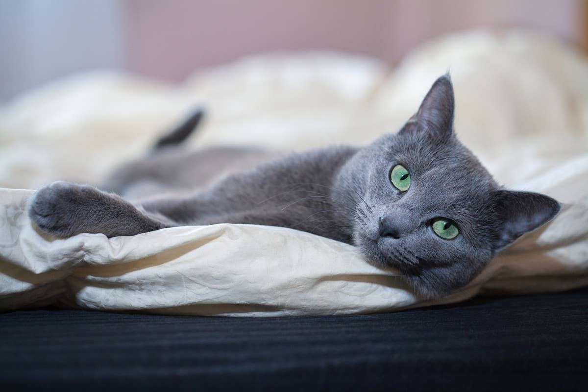  One of the best cat breeds for seniors thanks to its quiet, low-maintenance nature.