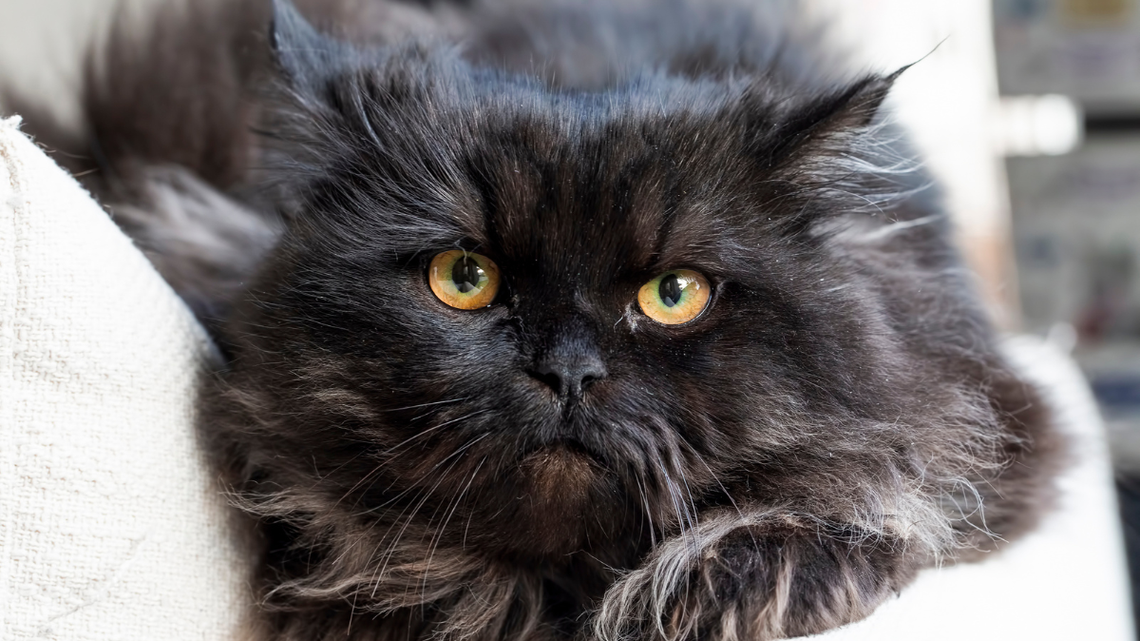 Black Persian Cat Stays Perfectly Still as Her Kitten Slowly Snuggles In 