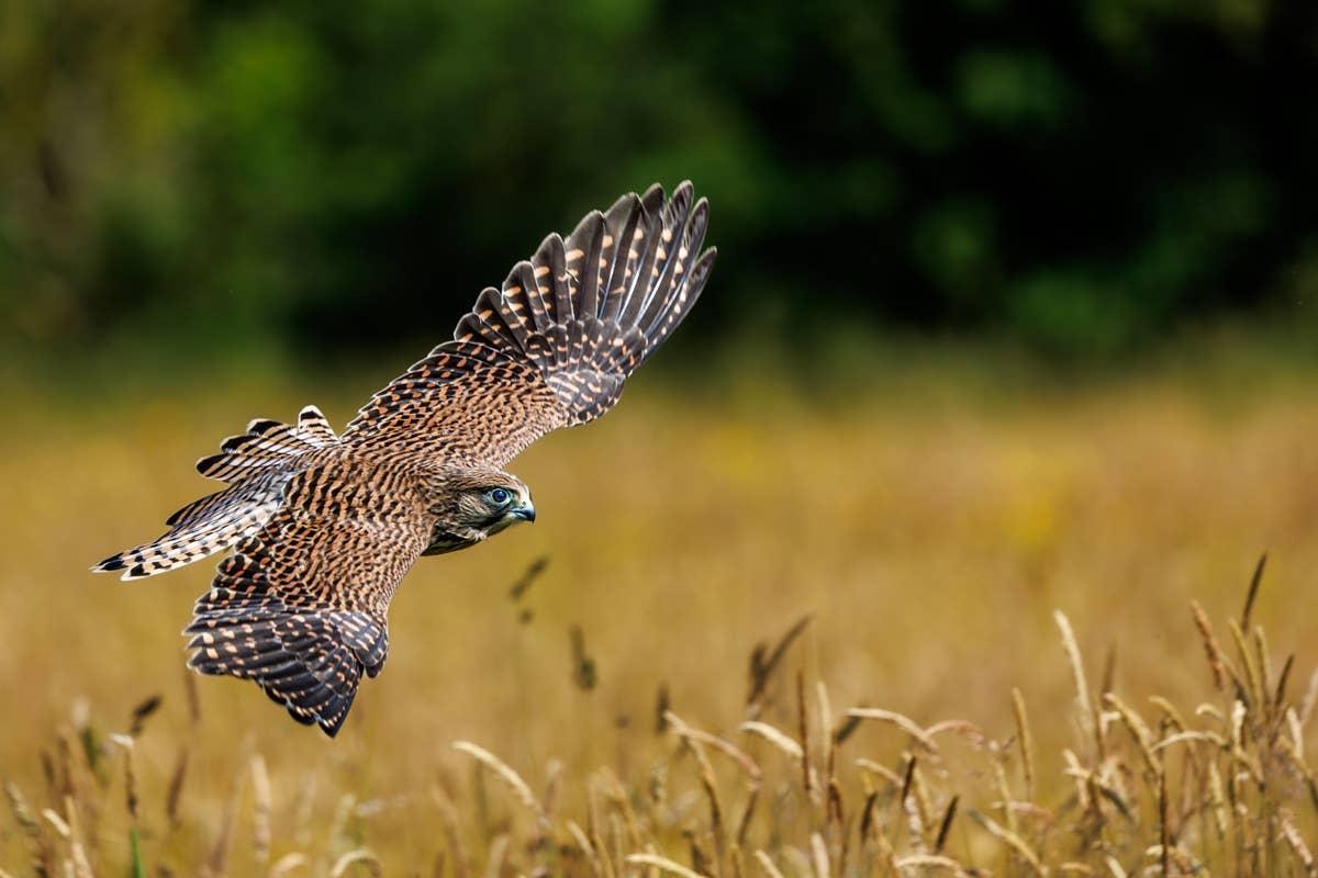  A Hawk flying with momentum channeling Aries and Taurus.