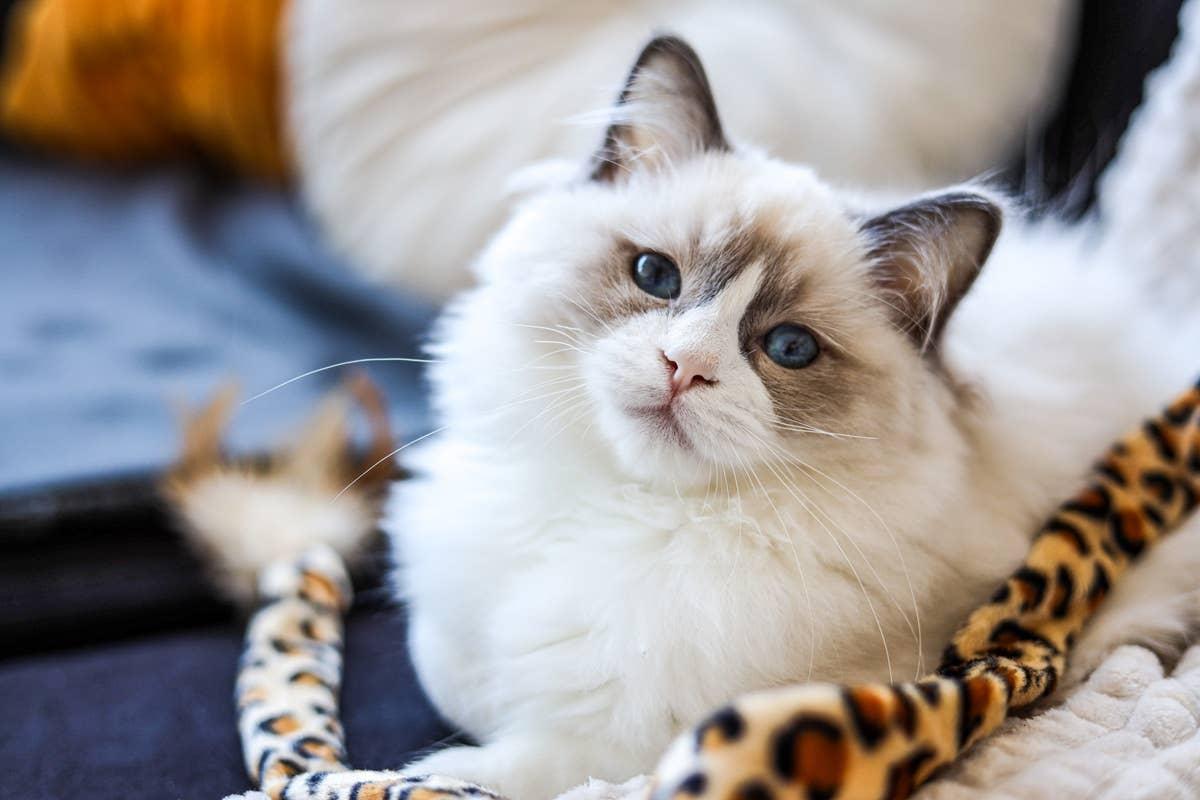  A friendly Ragdoll cat.