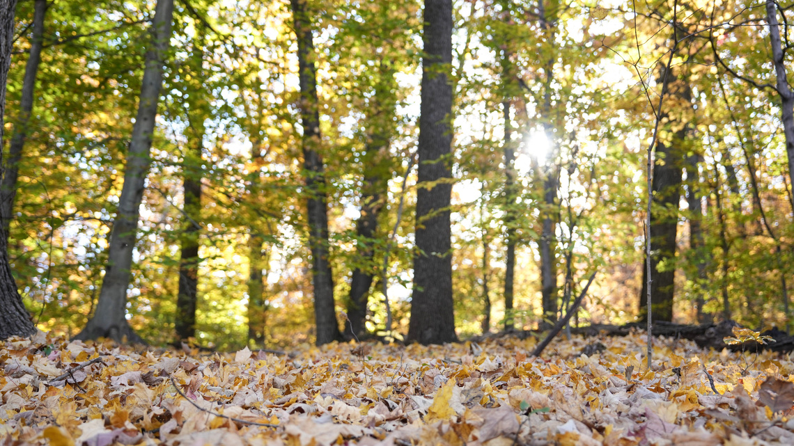 See the best fall colors at these Louisville, Kentucky parks