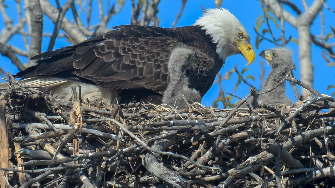 We know why beloved Big Bear bald eagle died. Where to see nests in Ohio 