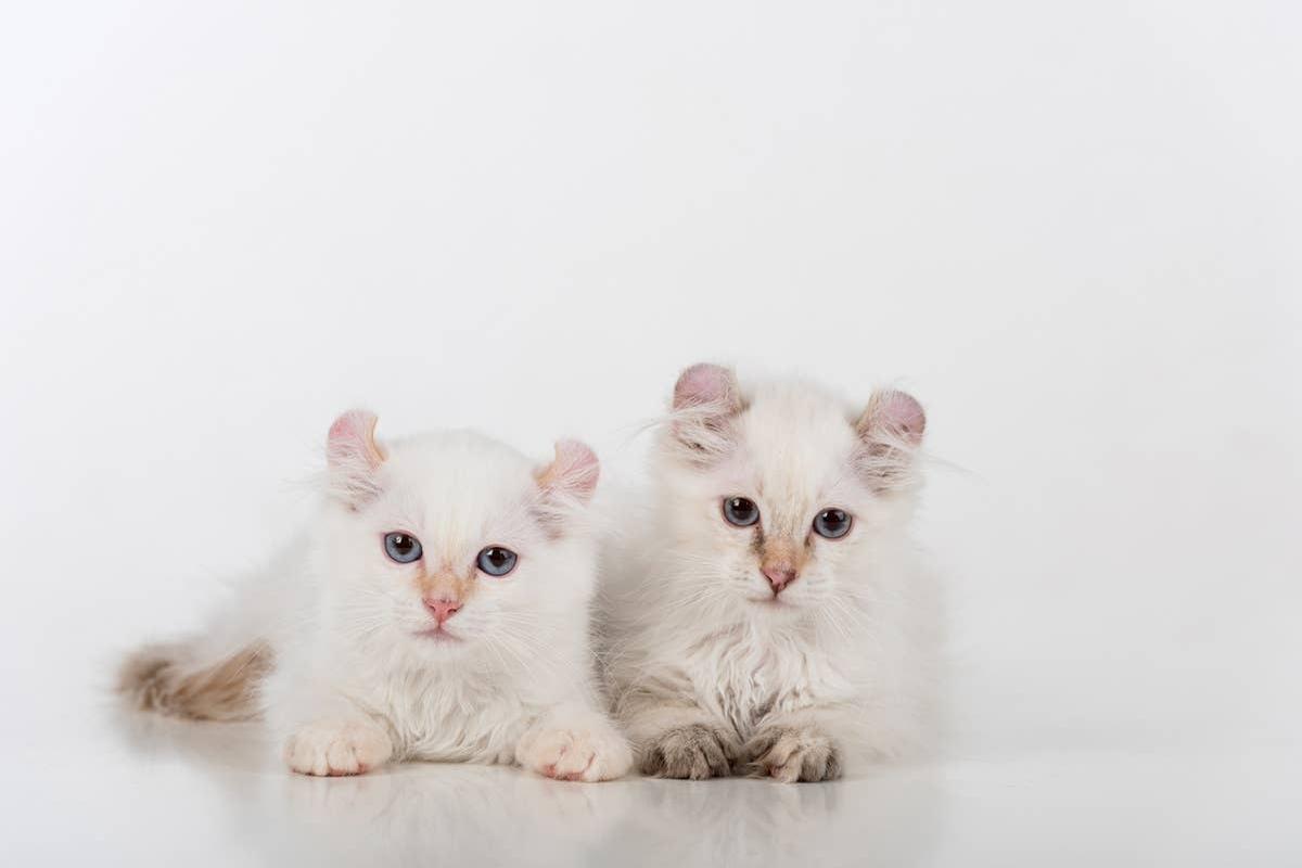  This pretty, easygoing cat breed often appeal to dog lovers.