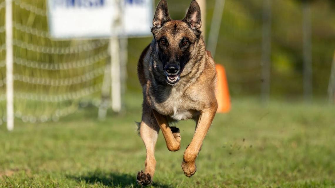 Police K-9 Dropout Was "Too Friendly" for the Force-Then a Surprise Fight Changed His Life 