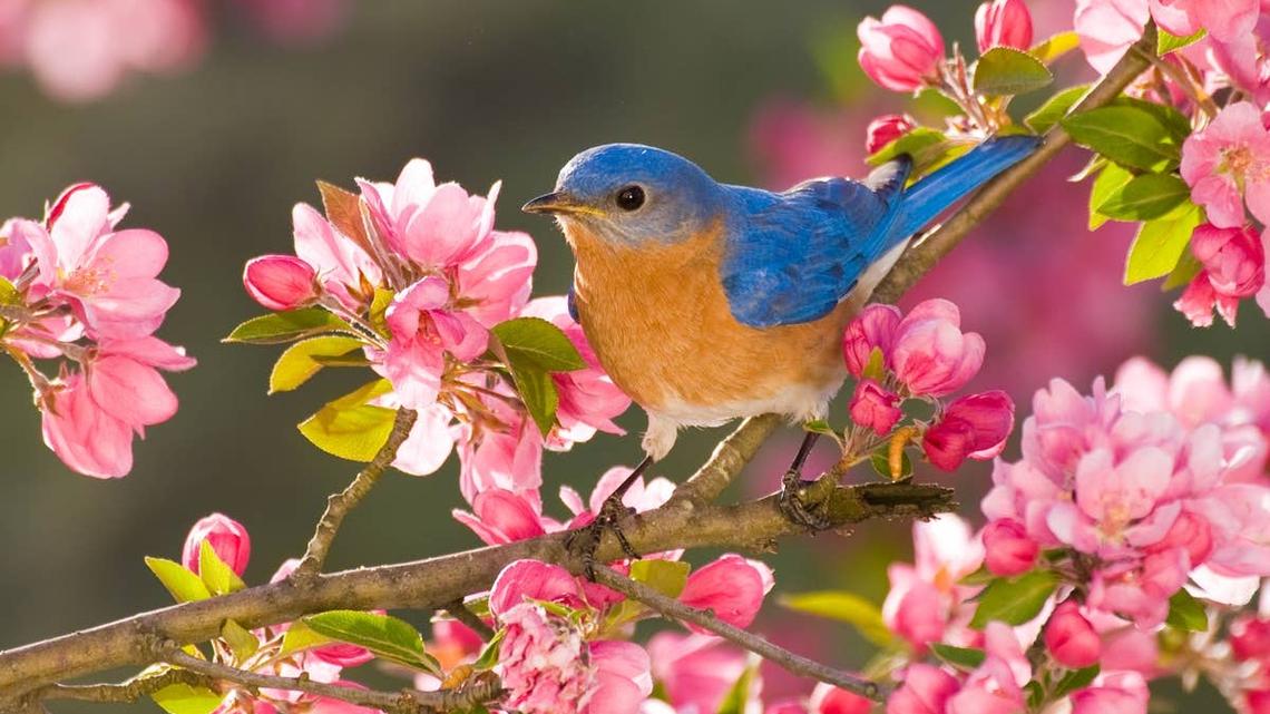 Want Bluebirds in Your Yard? Experts Say These 4 Simple Tricks Work 