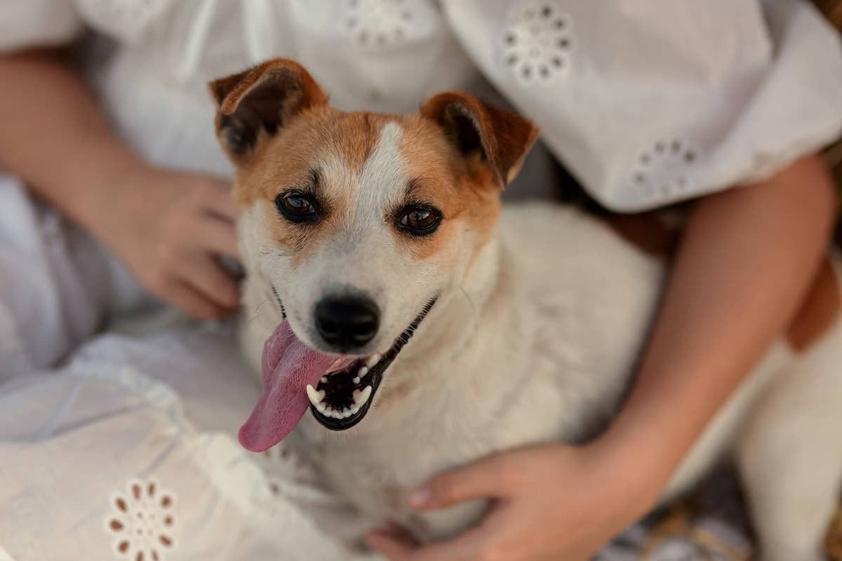  A dog bonding over morning cuddles with its owner.