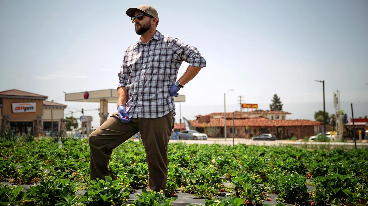 Kyle Nicolson stands among strawberry plants on his farm on Route 66 in Rancho Cucamonga, California, June 3, 2025. (E. Jason Wambsgans/Chicago Tribune/TNS)