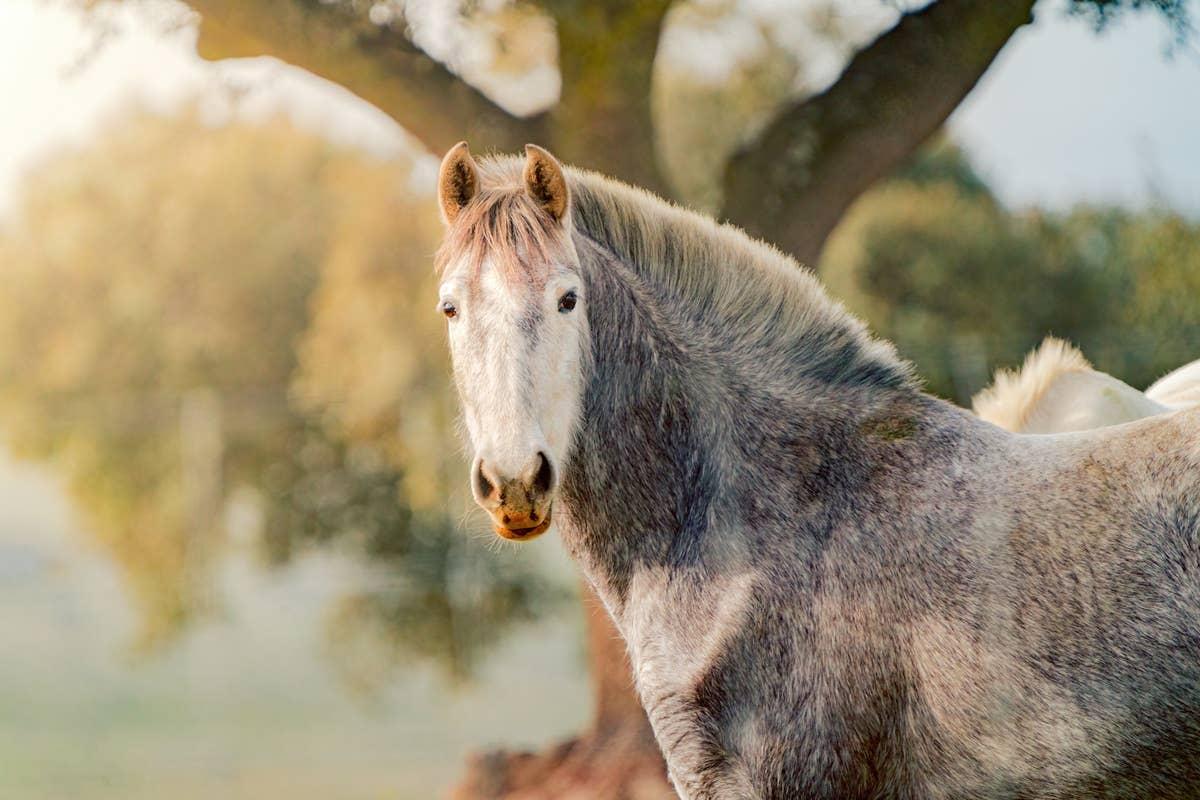  A horse with an adventurous Sagittarius.