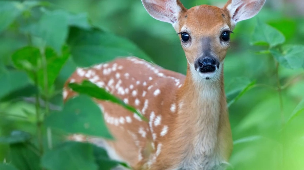 Closeup of fawn in plants. 