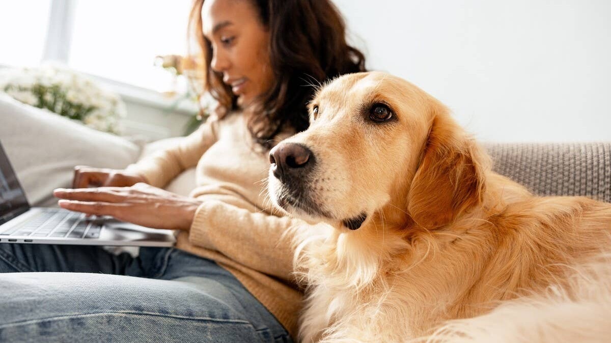 A loyal Golden Retriever sits by their mother's side as she works.