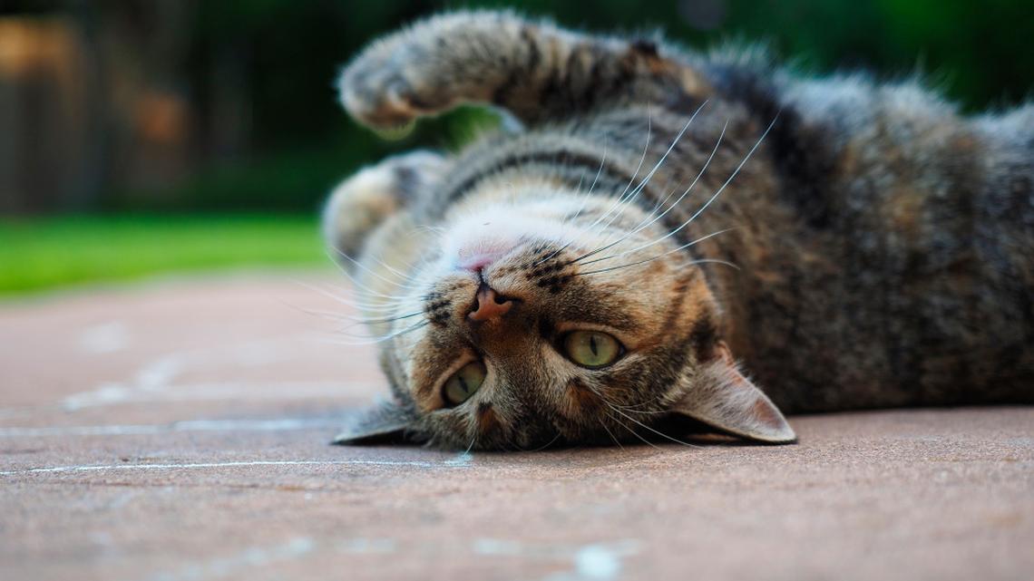 Tabby Cat Goes to the Beach and Completely Loses Her Mind 