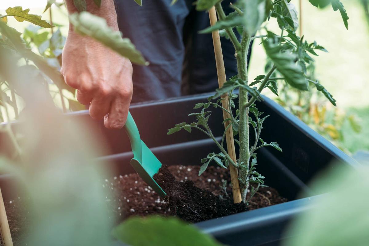  Close up of male hand adding fertilizer to tomato plant in garden plant pot.