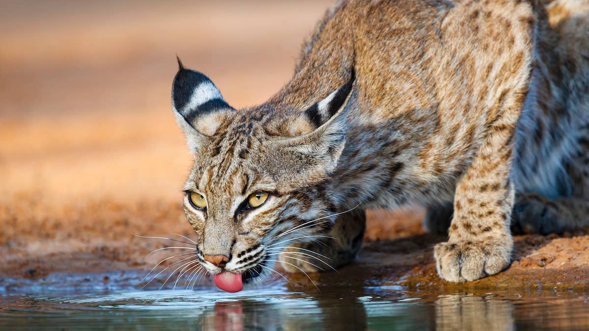 a bobcat laps water up from a small pond or puddle, still fully alert to its surroundings.