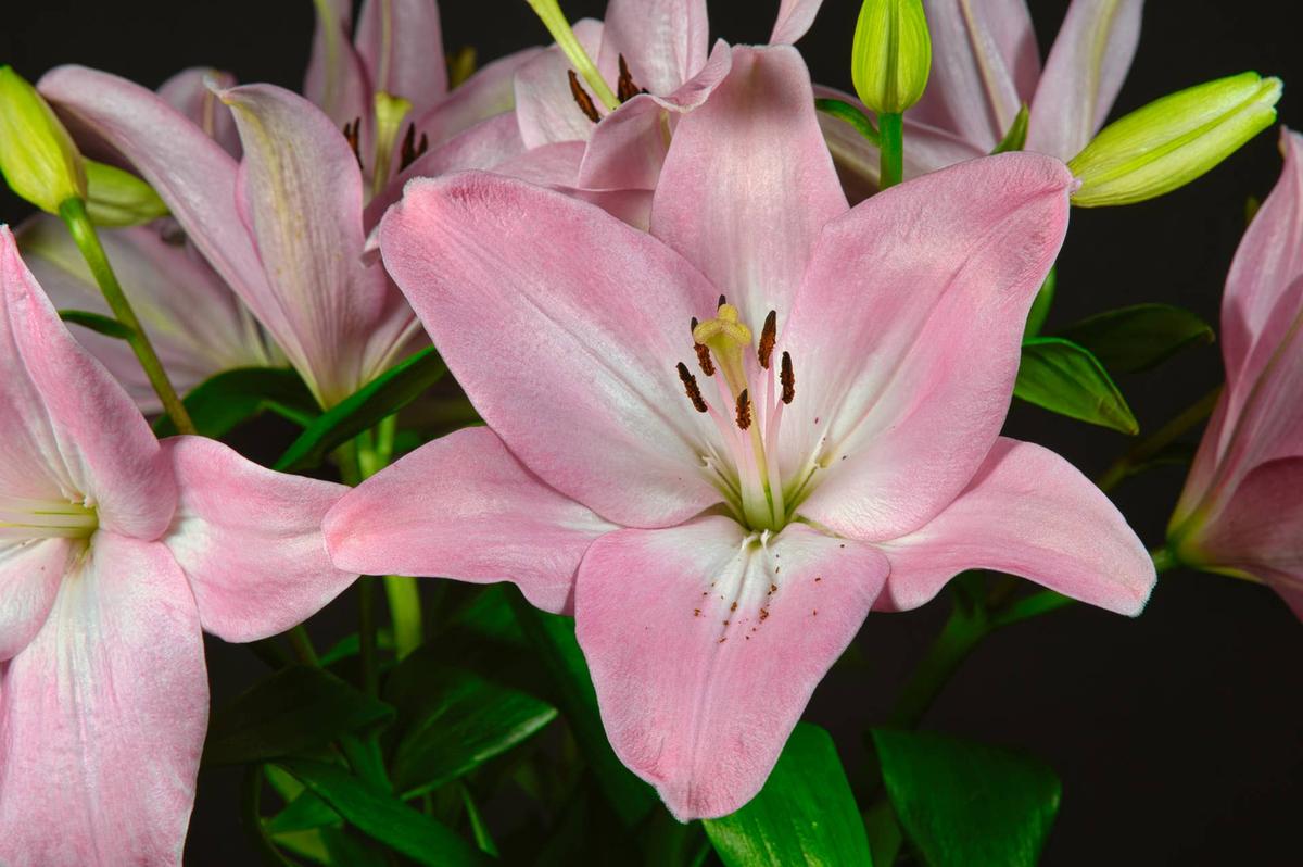  Pink lily.