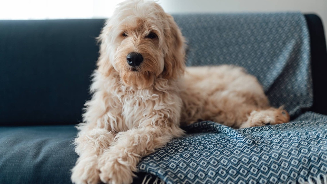 Stubborn Goldendoodles Have Hilarious ‘Stand-Off' Over the Best Couch Spot 