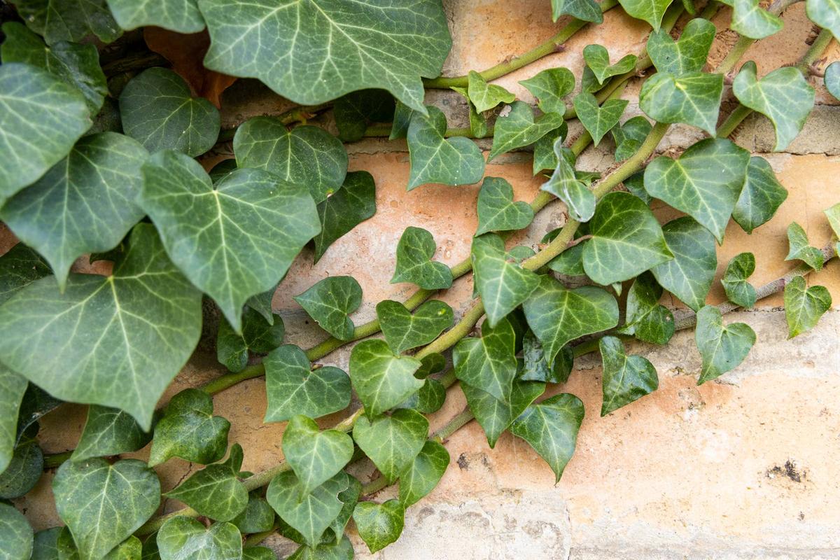  Ivy.