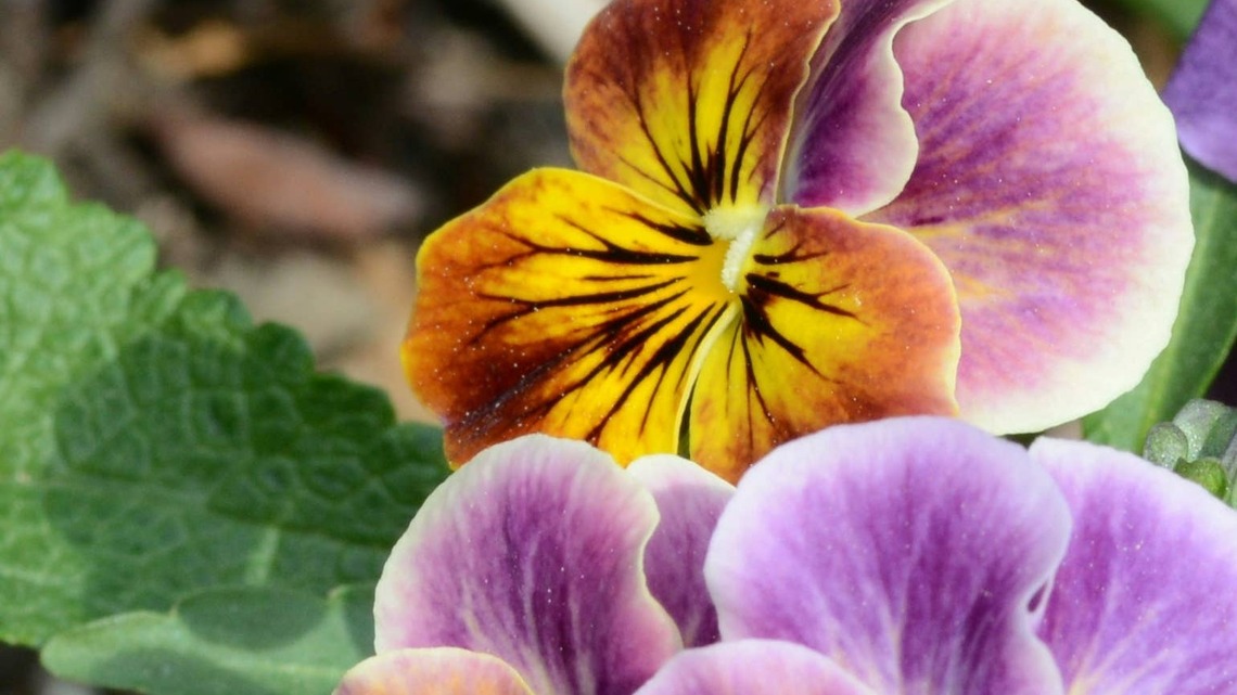 Gardeners Say This Is the Reason Your Pansies Keep Producing Tiny Flowers 