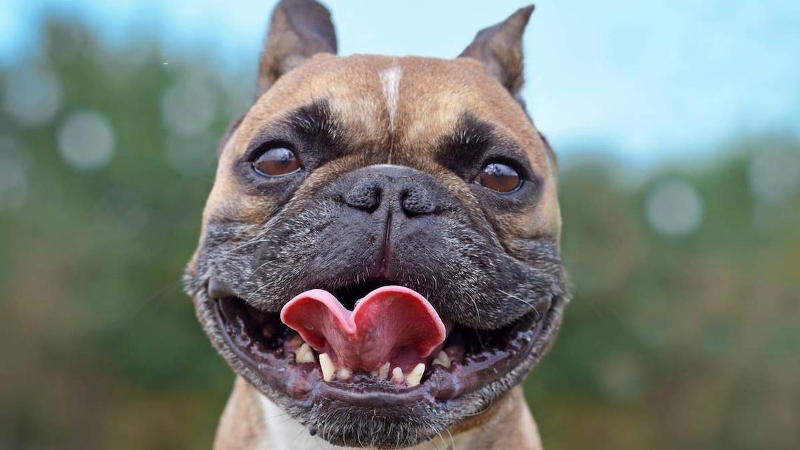 Close up of French Bulldog. 