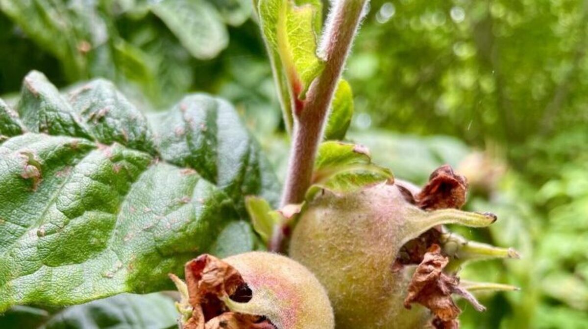 Medlar trees in the former Nature's World site in Acklam, Middlesbrough. (Middlesbrough Environment City via SWNS). 