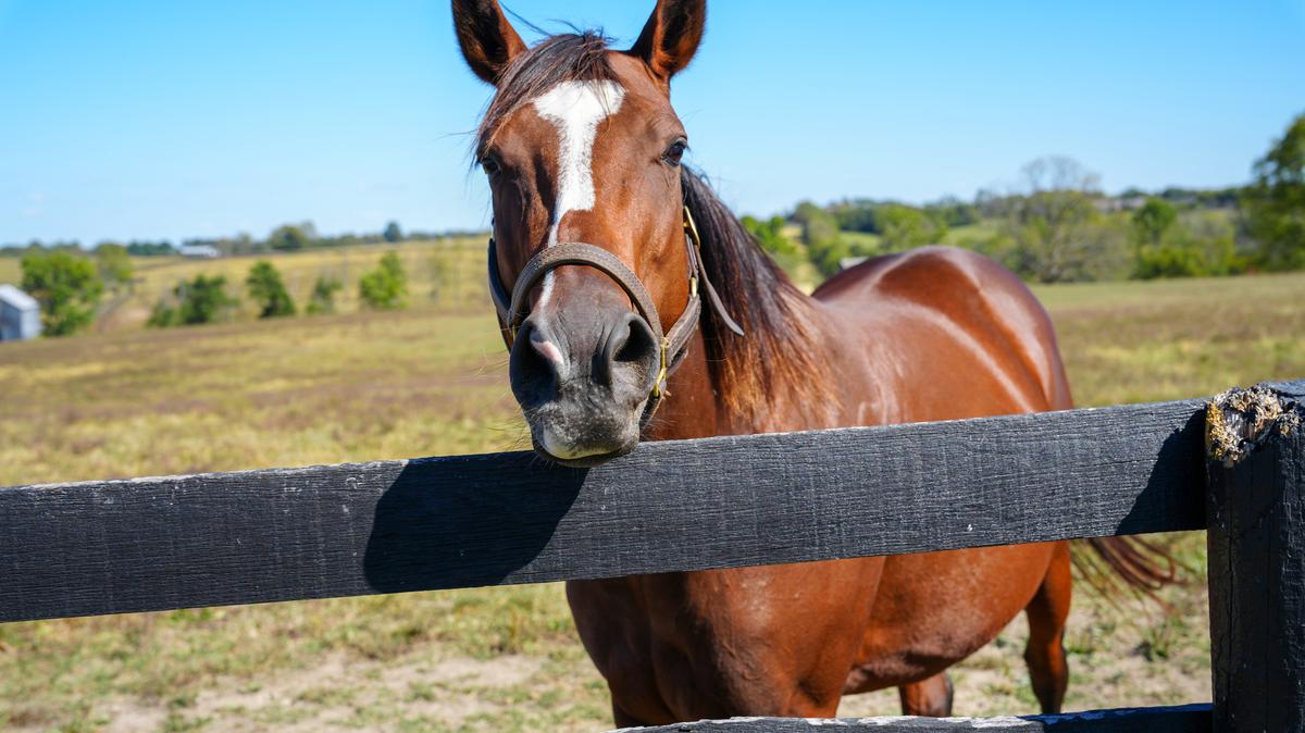 Autoridades sanitarias de Miami-Dade están monitoreando una enfermedad viral grave y mortal en animales salvajes en el condado.