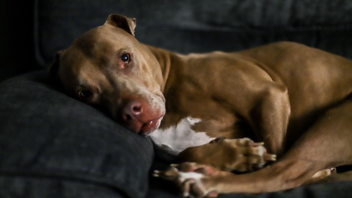 Rescue Pit Bull With ‘Big Feelings' Has the Sweetest Way of Saying Hello 