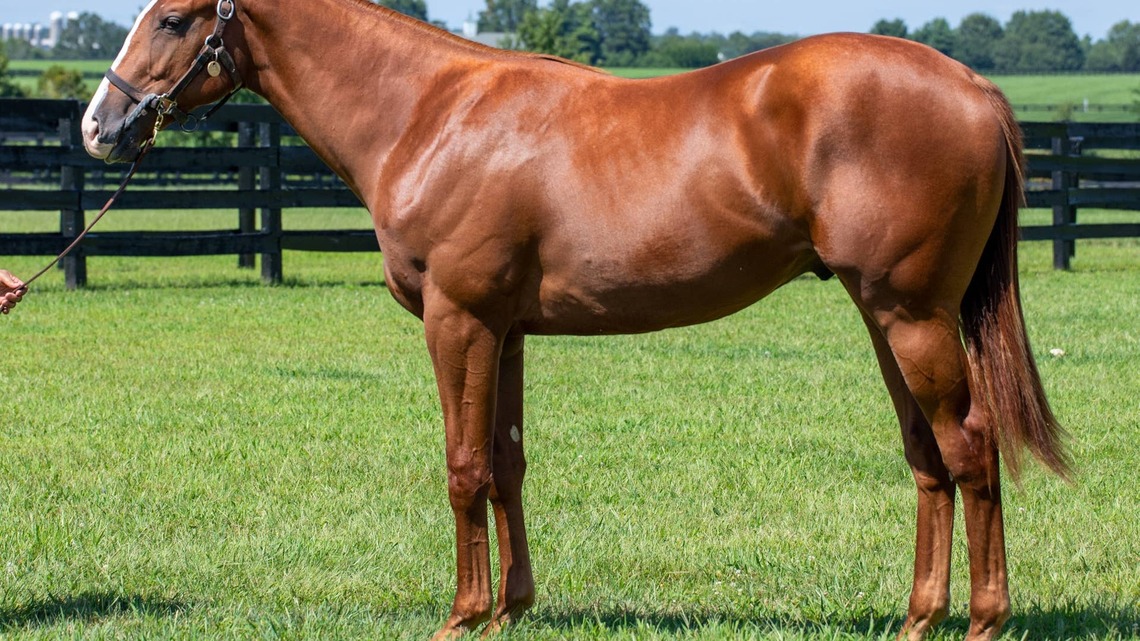 Auction Focus: Hip 837, Stonestreet Bred & Raised Good Magic Colt With Heartwood Farm At Keeneland September 
