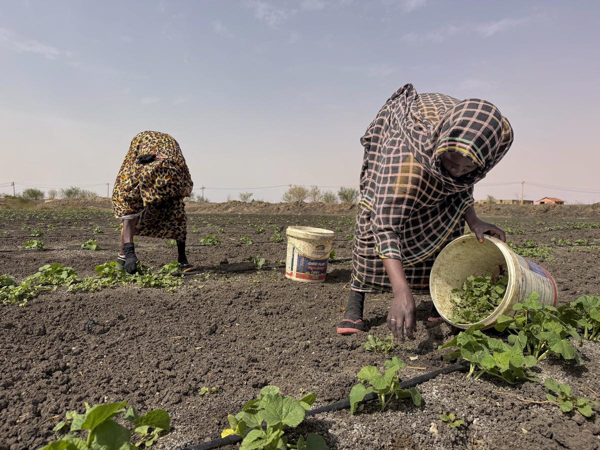 Sudanese farmers work on a field during harvest season in southern Omdurman, Sudan, May 16, 2026. REUTERS/El Tayeb Siddig