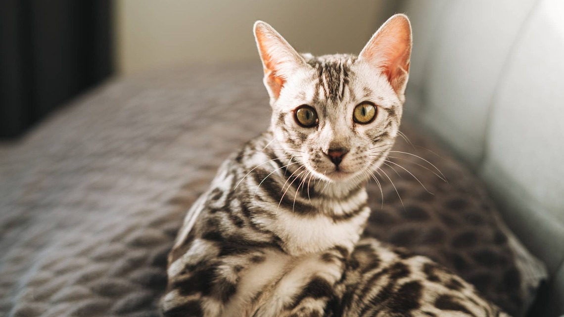 Silver Bengal Cat's Striking Stripes Make Him Look Like a Tiny Zebra