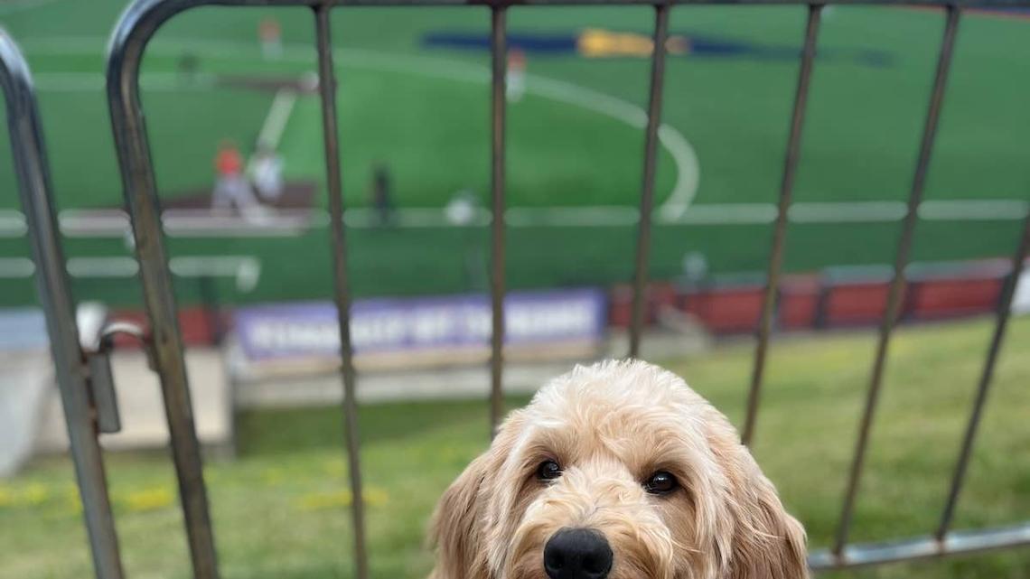 Doodle Taps a Stranger on the Back for a French Fry and People Are Cracking Up 