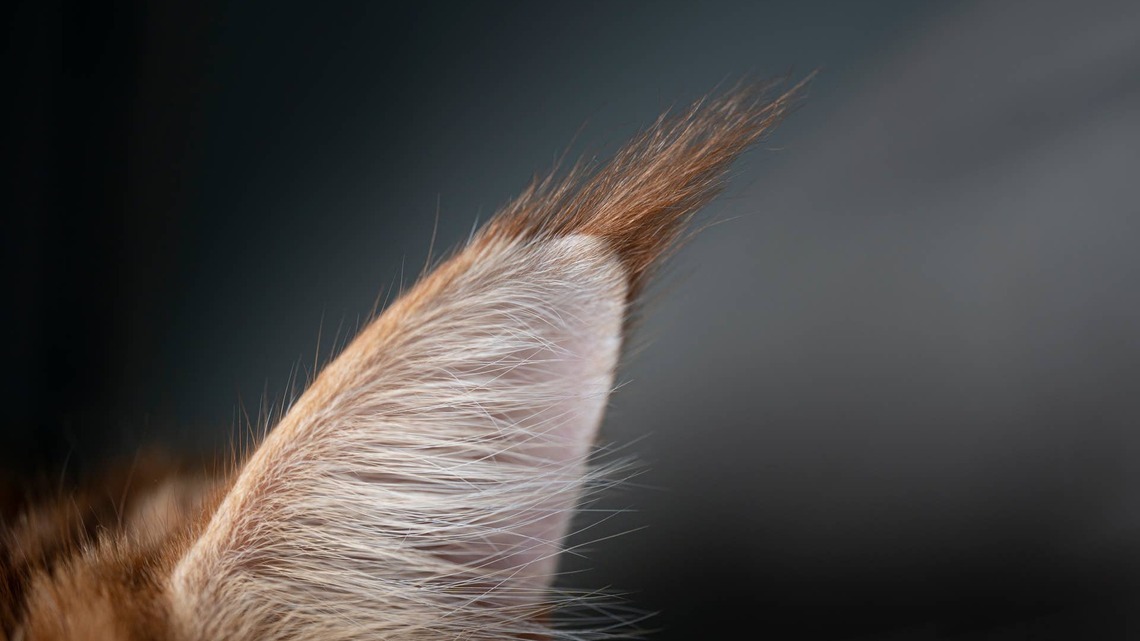 Maine Coon With an Incredible Bicolored Coat Looks Like He's Wearing Another Cat 