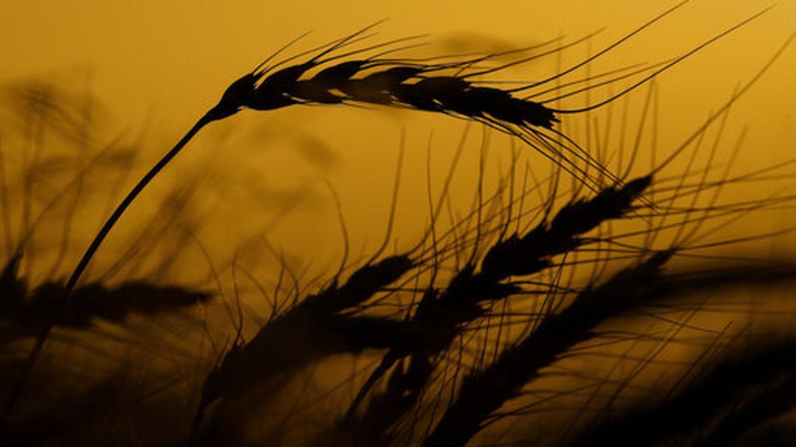 Prosser farmer charged with defrauding government in $500K wheat crop scam