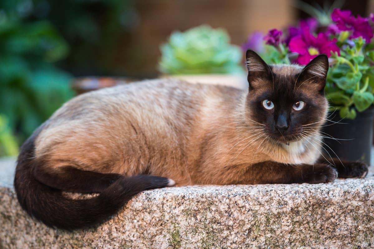  A highly vocal and talkative cat breed relaxing outsde.