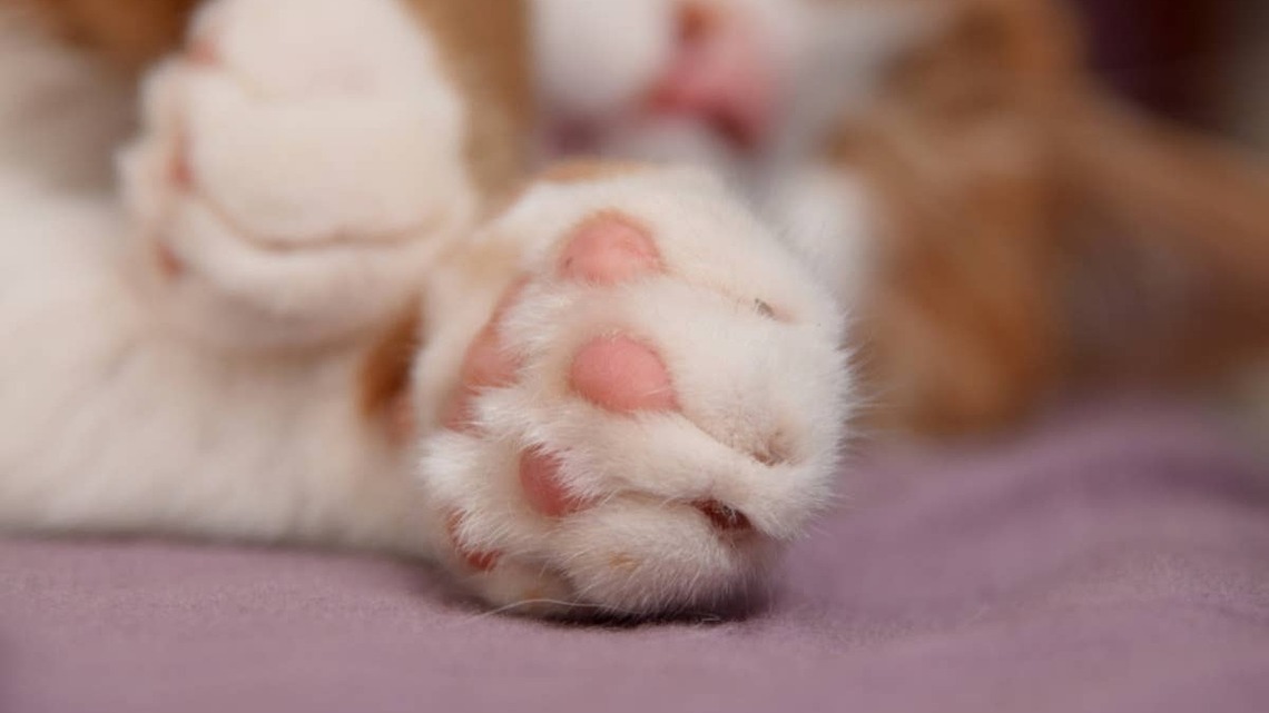 Cat Reaches up To Touch Mom's Face One Last Time, and the Internet Is in Tears 