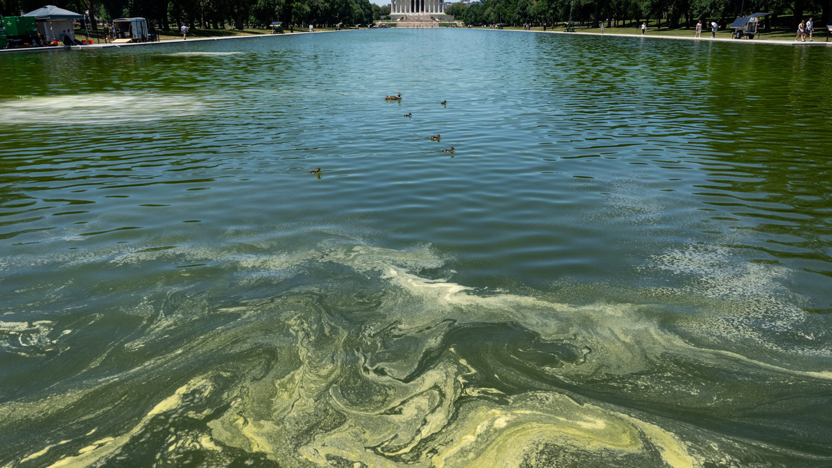 Ducks swim through algae in the Lincoln Memorial Reflecting Pool, after recent renovations following a directive from President Donald Trump to paint it blue ahead of the 250th anniversary of U.S. independence, in Washington on Tuesday.